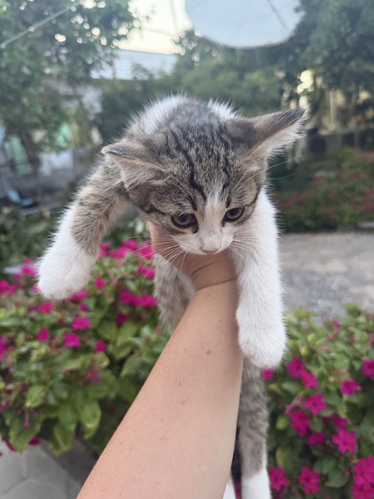 Котята в хорошие руки