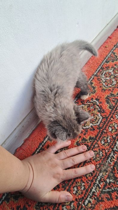 Мушуклар сотилади скотш фолд