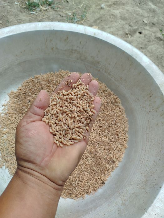 Опариш ва чувалчанглар