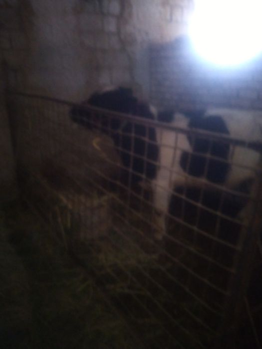 Бука букача сотилади