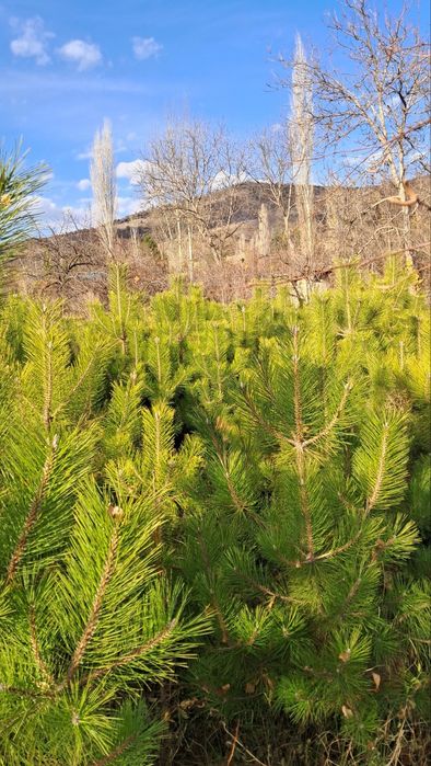 Manzalari ko'chatlar sotiladi. Narxini kelishamiz optim dona.