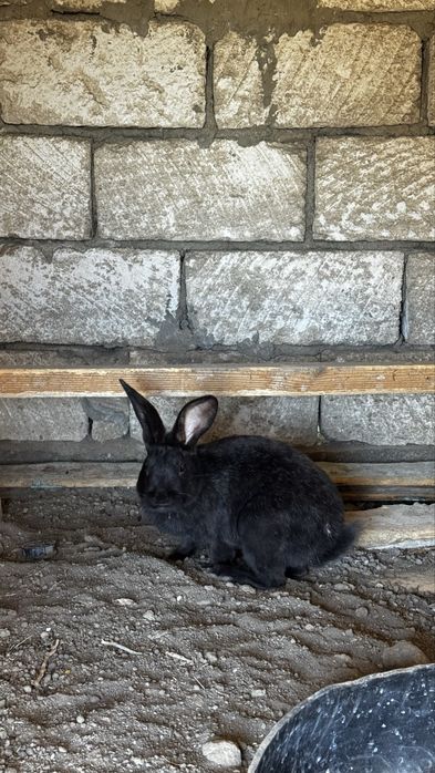 Қояндар сатылады