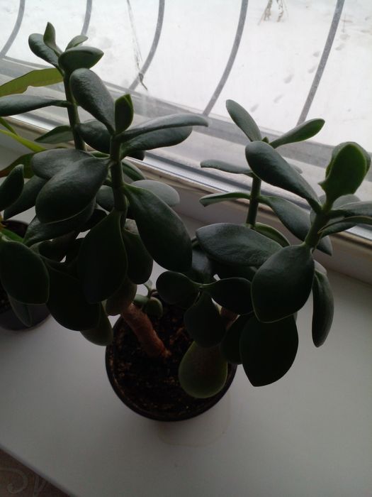 Комнатные растения - цветы