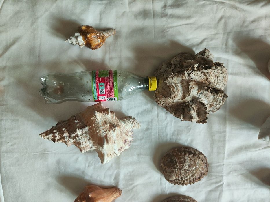 Colecție deosebită cochilii