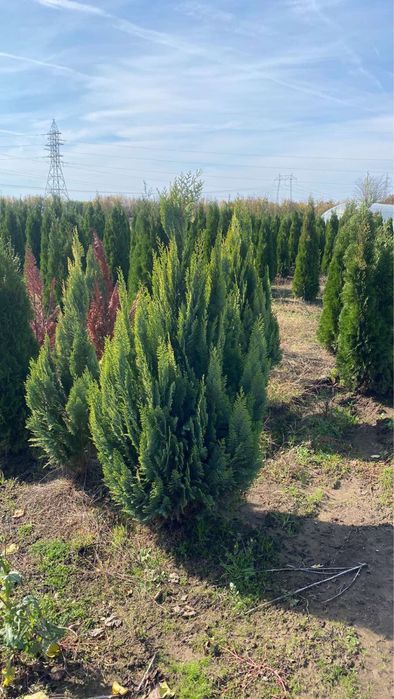 Лейланди,туй и много разстителност в едно