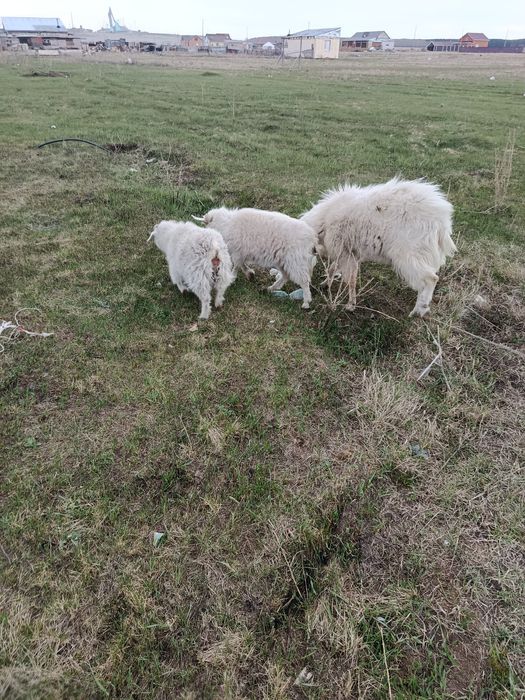 Продам двух коз и козла