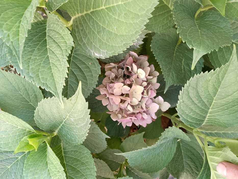 Boĝbonchilik gazon ekish parvarishlash