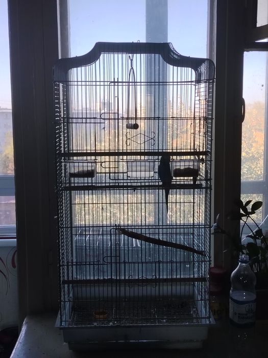Продам папугая с клеткой