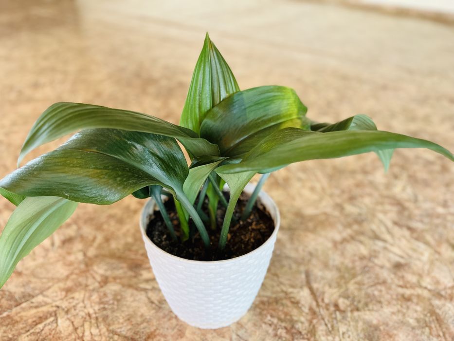 цветы комнатные