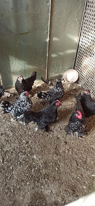 Mi de flori negru bobat