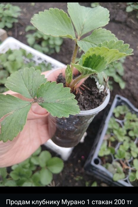 Продам рассаду клубники Мурано