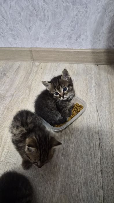 Котята в хорошие руки