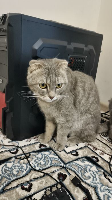 Шотланд қулоқлари ёпиқ мушук сотилади