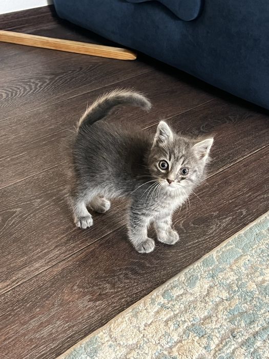 Отдам котенка в добрые руки