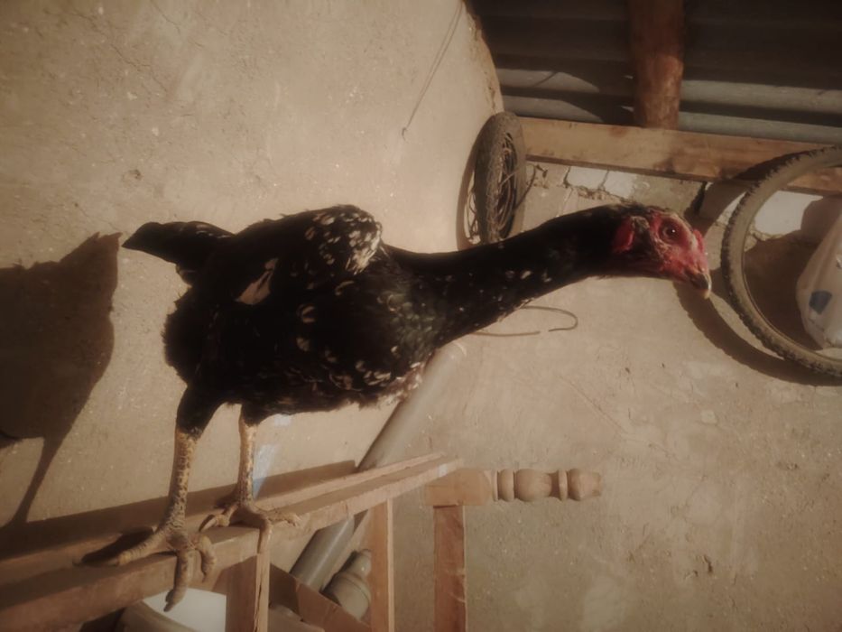 Тауық қораз сатылады