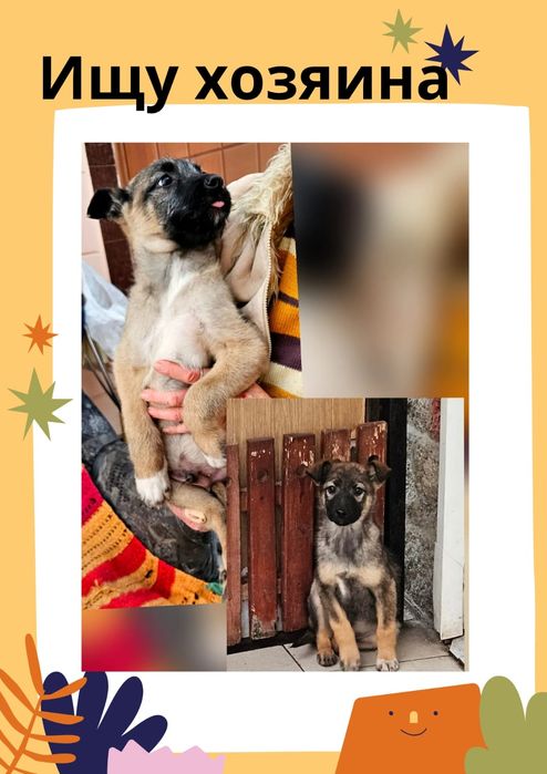 Дворянчики  ищут хозяина!