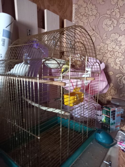 Канареика  домашний хорошо поёт вместе с парой