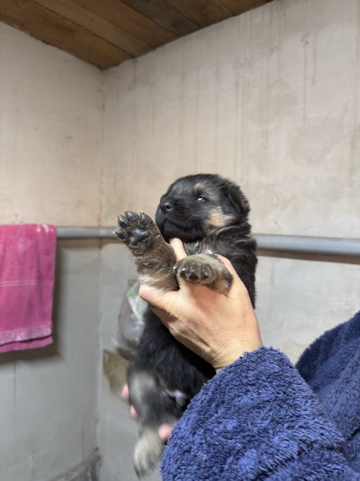 Немецкие овчарки