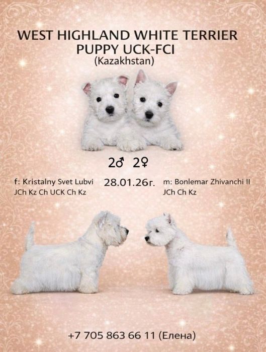 Вест Хайленд Вайт терьер