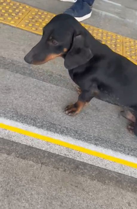 Найдена собака. Такса. Кобель