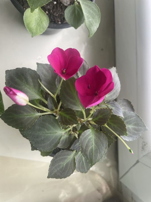 Живые цветы в подарок