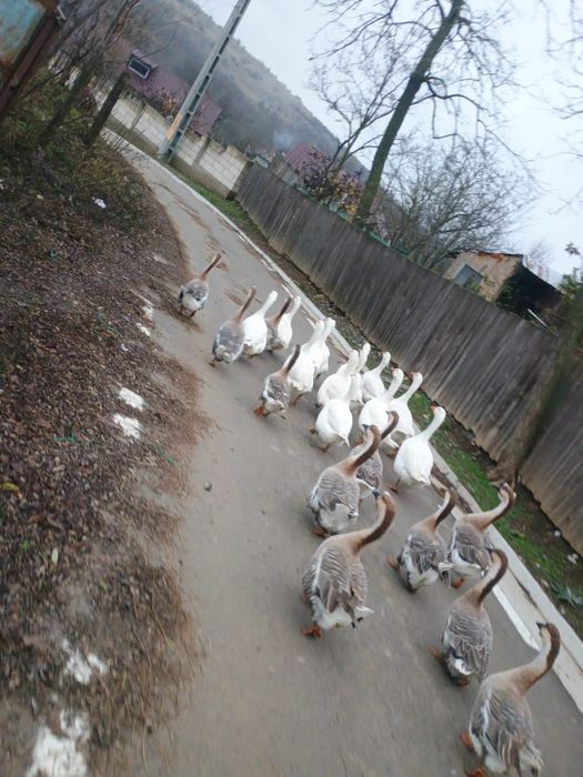 Vând gâște gri cu alb