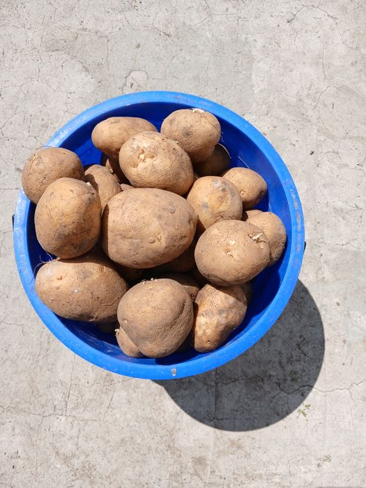 Продам картофель дачный