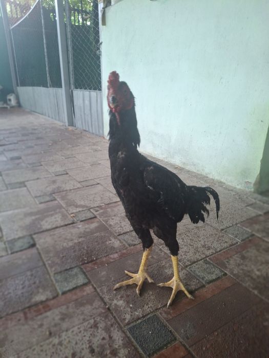 Дакан қораз сатылады