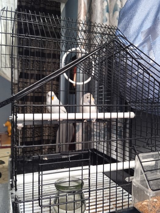 Продадим попугаев