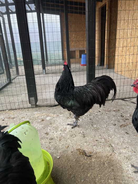 Cocoș negru australorp 2025