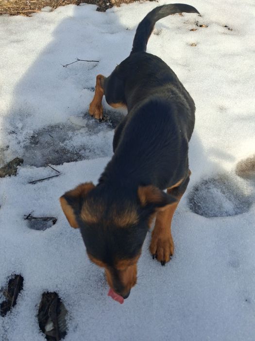 Отдам собаку 2 года