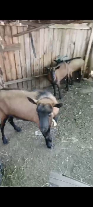 Țap alpin, ciut genetic și băieții lui