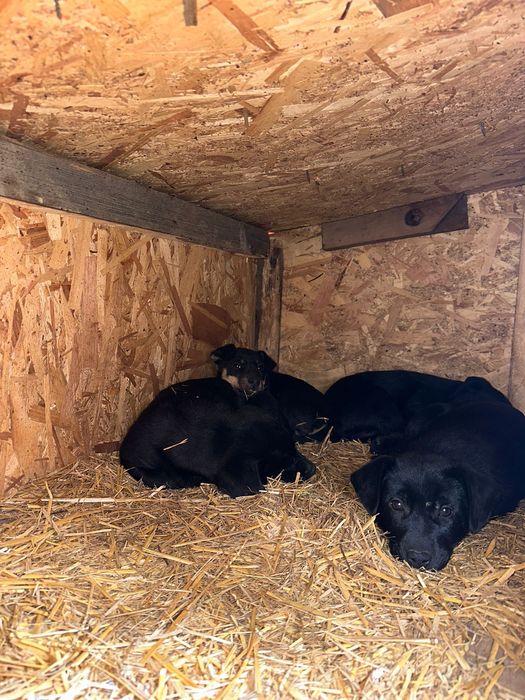 Cățeluși spre adopție