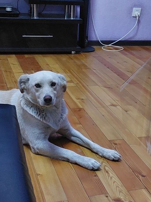 Пристраивается в добрую хорошую семью очень красивая девочка