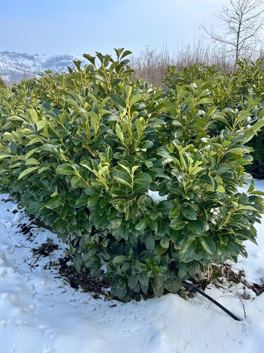 Prunus Laurocerasus Caucasica - veșnic verde
