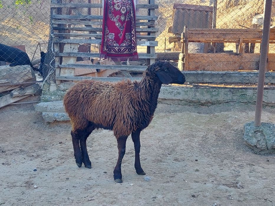 Жас бойдақ шаруа қой сатылады