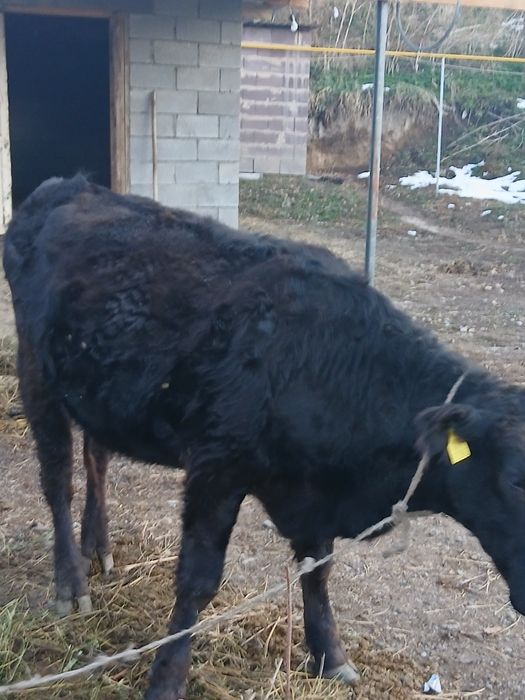 Телочка Ангус/Құнажын Ангус