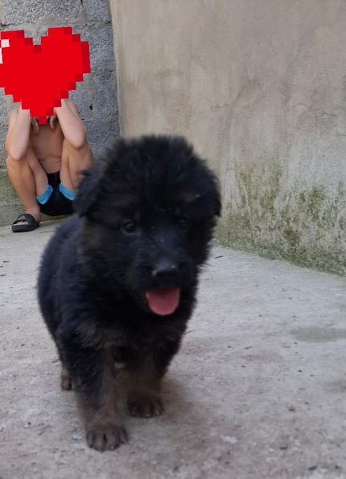 Немецкий щенки овчарки