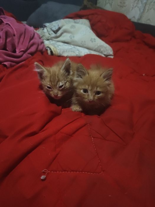 Отдам даром рыжих котят