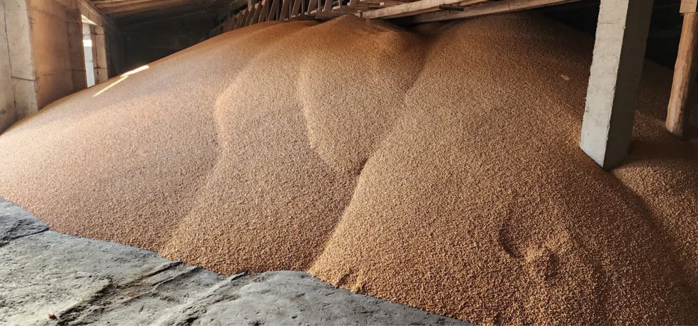 Кукуруза. Жүгері. Жемдік жүгері.