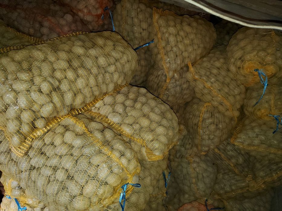 Cartofi de sămânță de vanzare