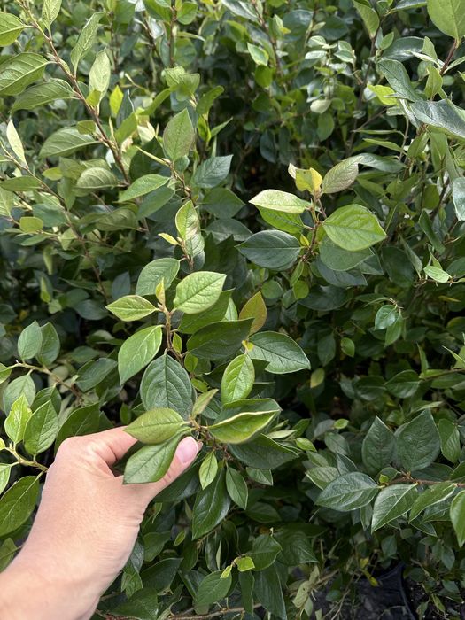 Кизильник Блестящий