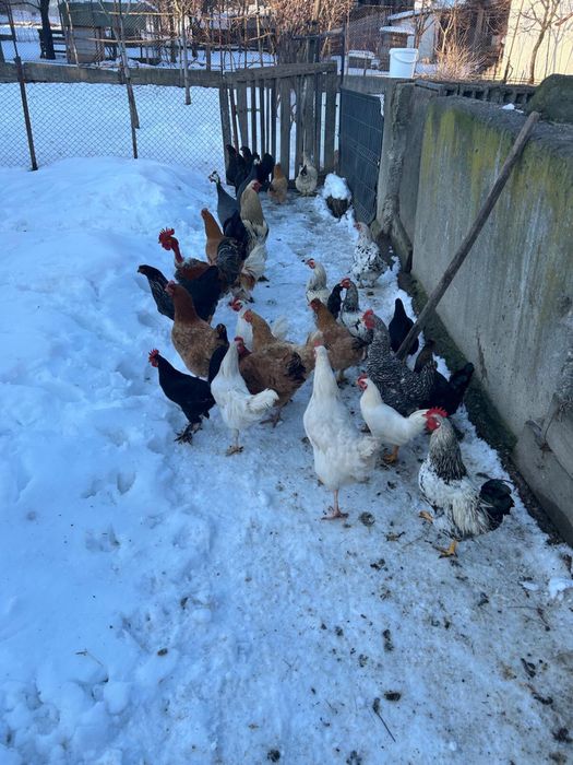 Vind gaini de casa , si cocosi