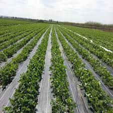 FOLIE MULCIRE/AntiBuruieni-AGROTEXTIL 1x100-230 lei;1 x 50m - 130lei