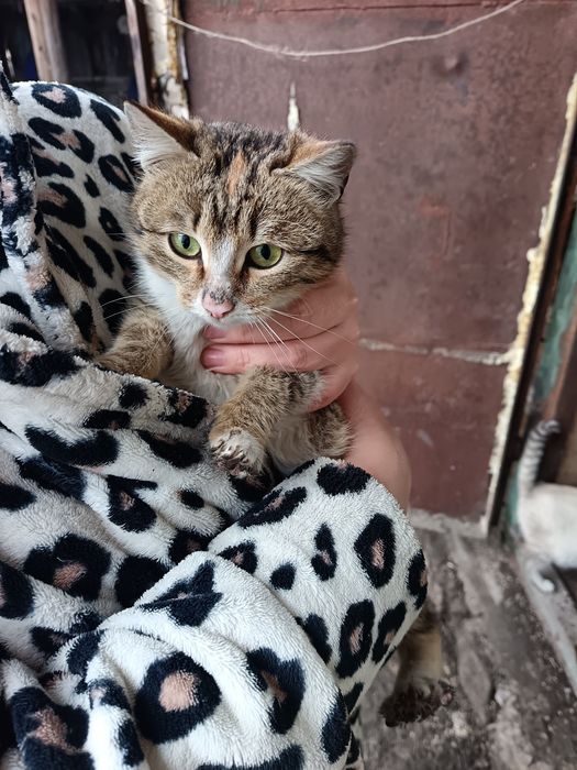 Отдам котят в добрые руки
