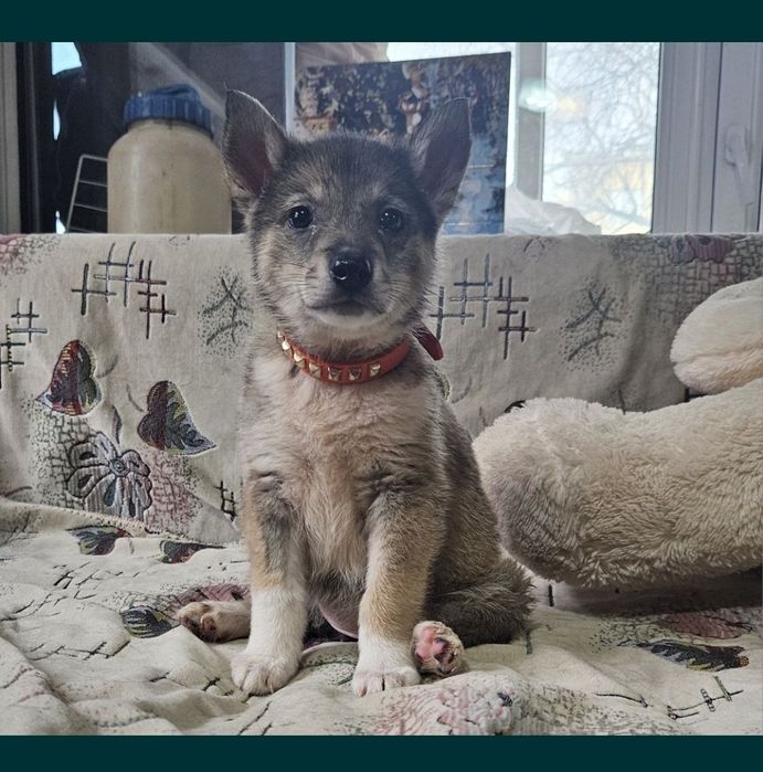 Отдам щенка 2 месяца