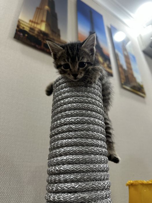 Отдаю котят в заботливые руки