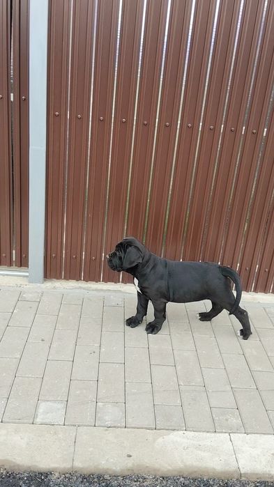 Cane Corso Italiano