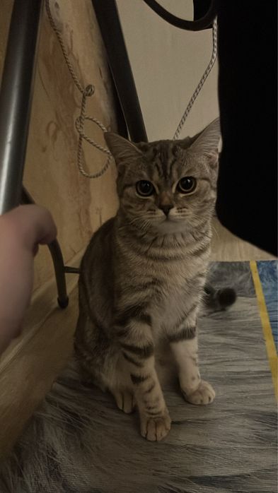 американский короткошерстный