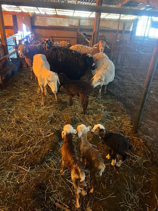 Бараны ягнята матки кошкар